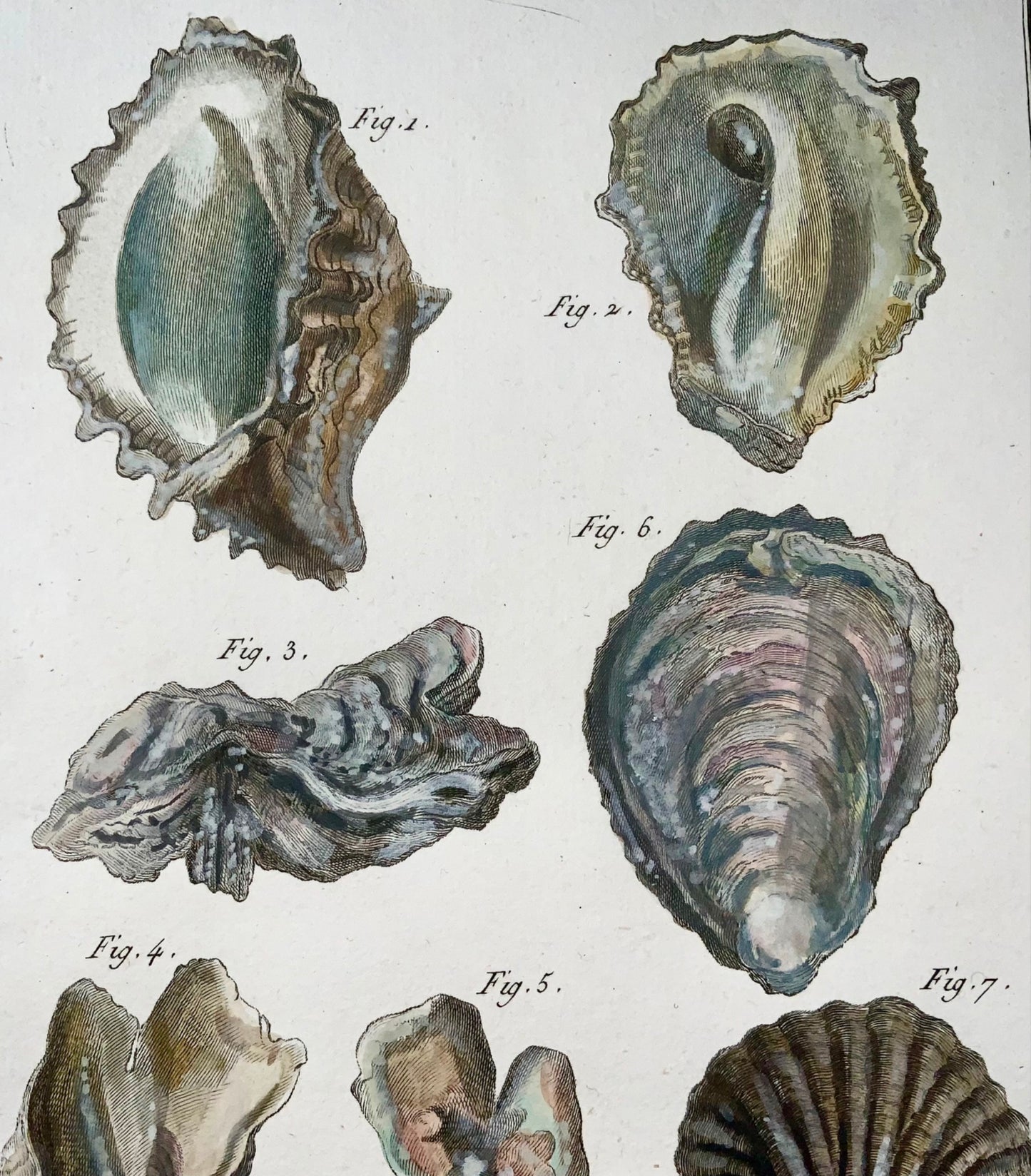 1789 Huîtres, Benard sc. in-quarto, couleur à la main, gravure, vie marine