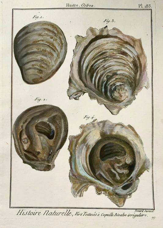 1789 Ostriche, Benard, quarto, colore a mano, incisione, vita marina