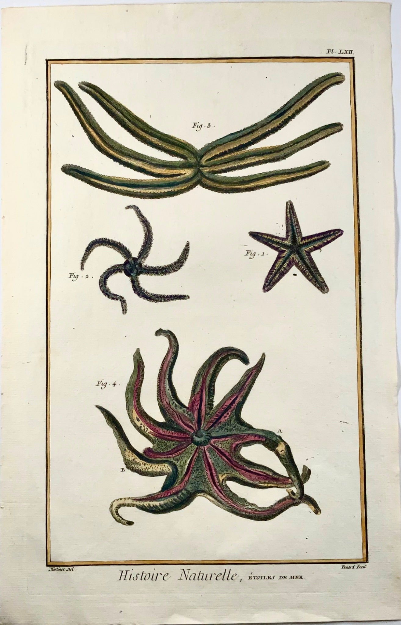 1751 Stella marina, vita marina, Martinet, colorato a mano, foglio grande, 39 cm