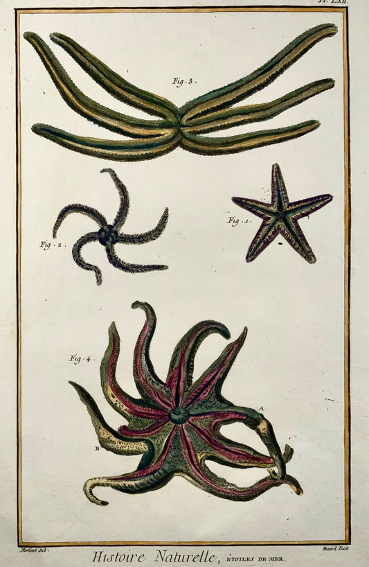 1751 Étoile de mer, vie marine, Martinet, coloriée à la main, grand in-folio, 39 cm