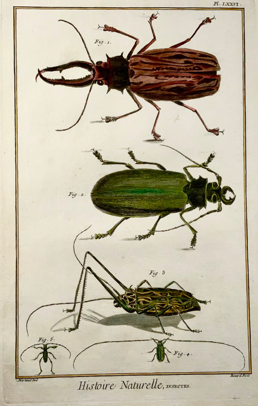 1751 Coleotteri, insetti, Martinet, colorati a mano, foglio grande 39 cm