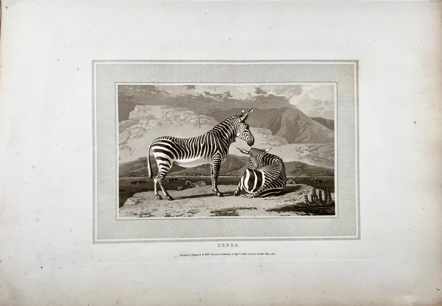 1807 Zebra, William Daniell, ornitologia, acquatinta, folio