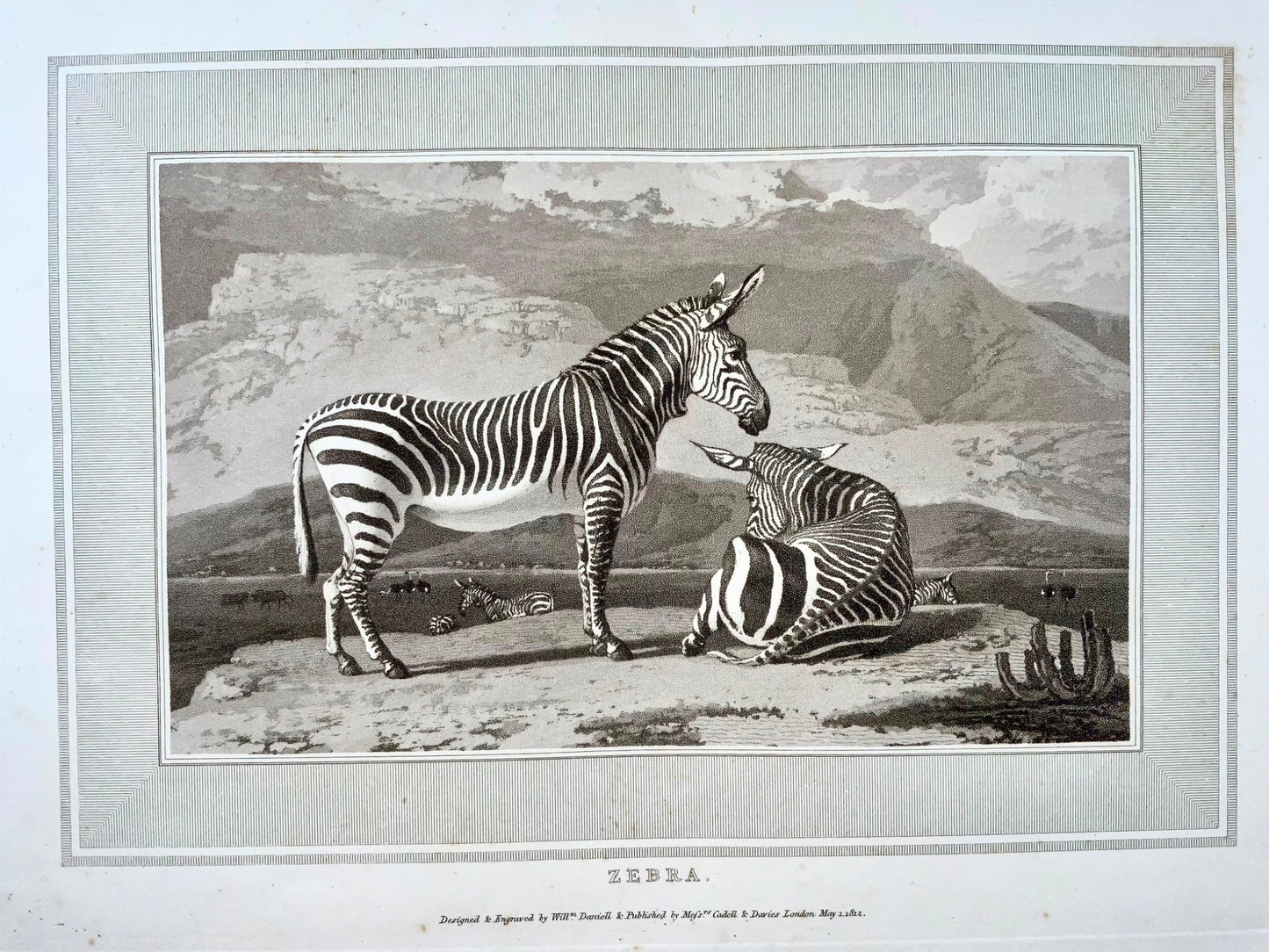 1807 Zebra, William Daniell, ornithology, aquatint, folio