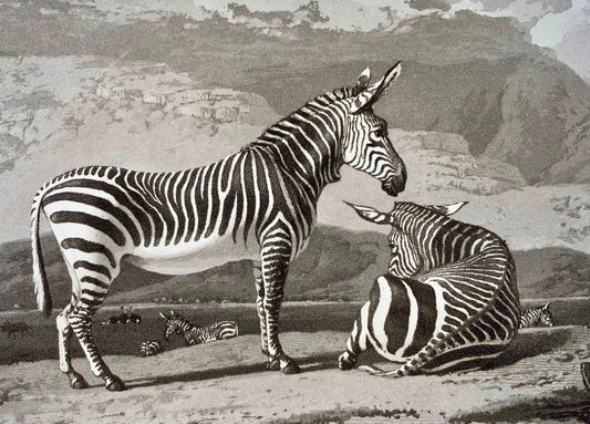 1807 Zebra, William Daniell, ornitologia, acquatinta, folio