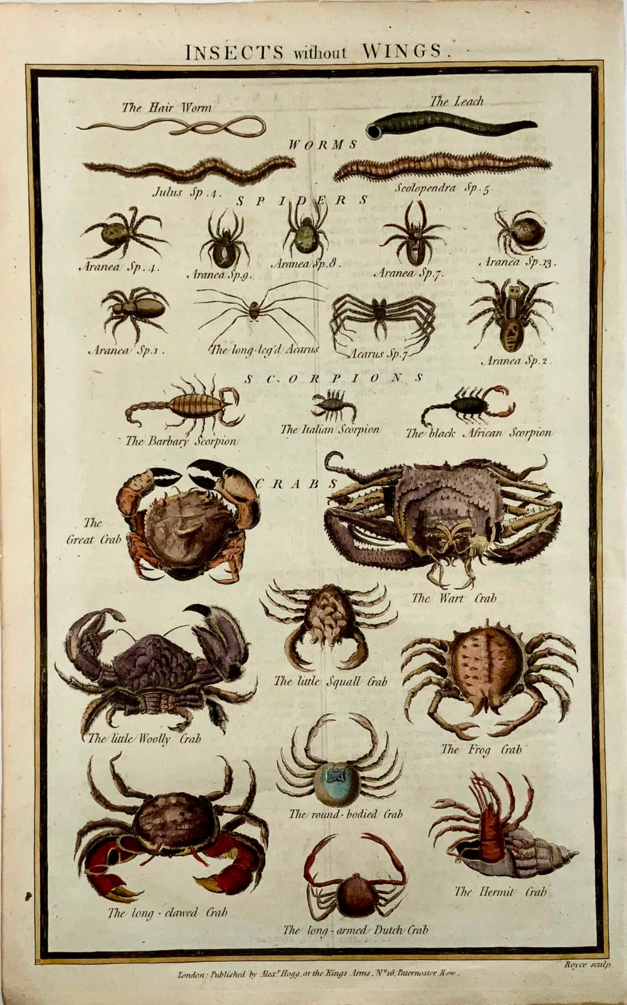 1785 Crabes Scorpions Araignées Vers, Royce, grande gravure folio, colorée à la main