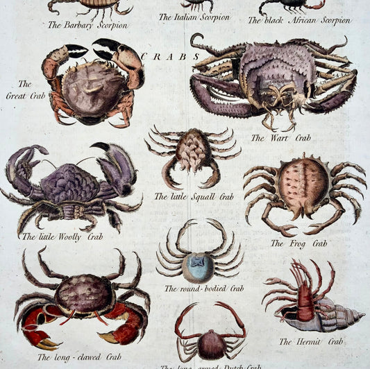 1785 Granchi Scorpioni Ragni Vermi, Royce, incisione su foglio alto, colorata a mano