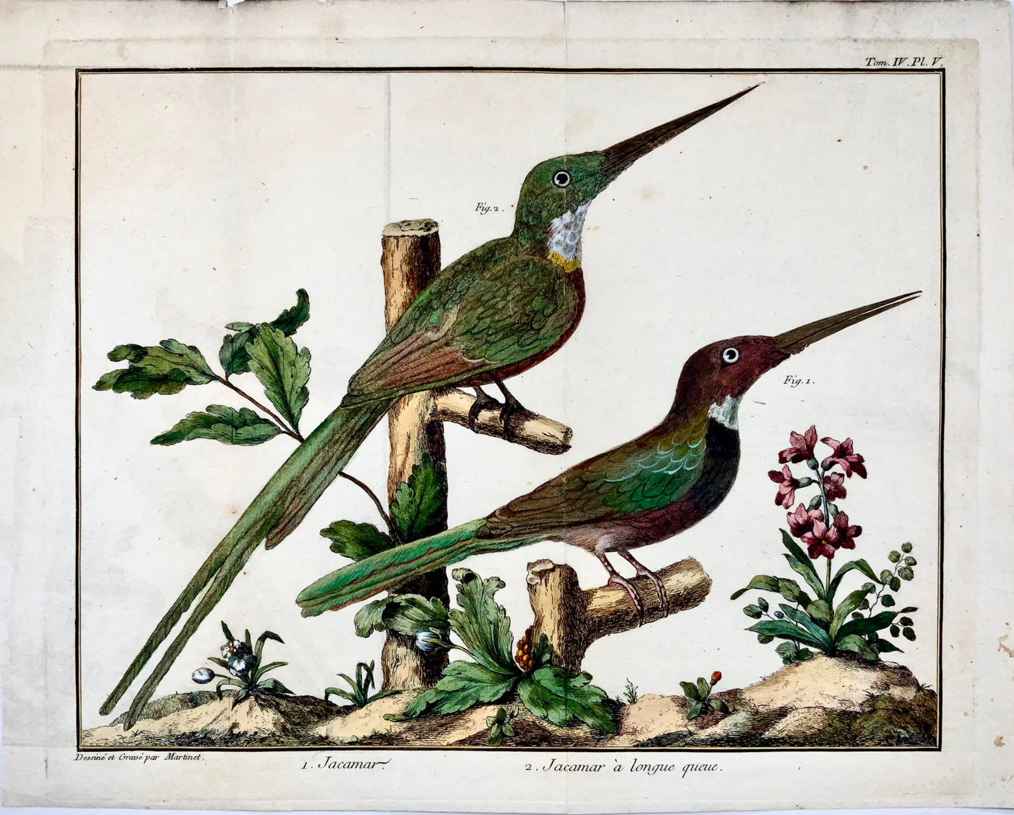 1760 Jacamars, Martinet (b1725), Brisson, couleur main, ornithologie 