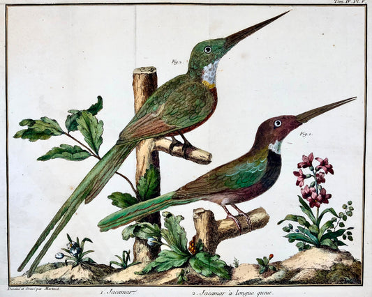 1760 Jacamars, Martinet (b1725), Brisson, hand colour, ornithology