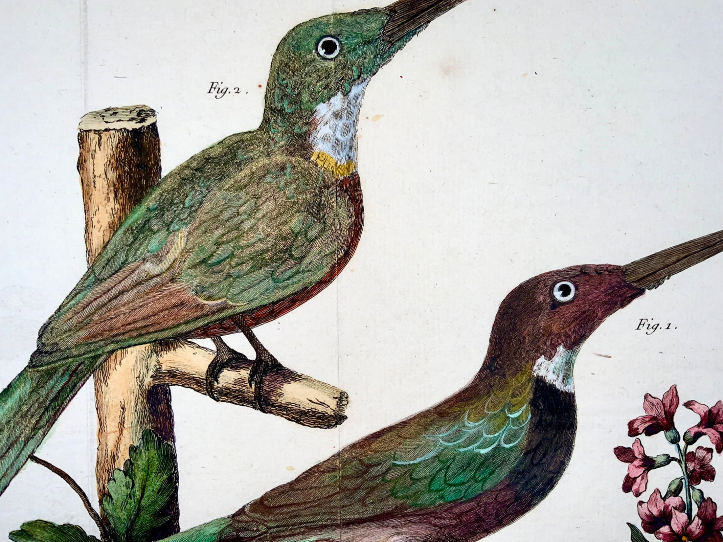 1760 Jacamars, Martinet (b1725), Brisson, colore a mano, ornitologia 