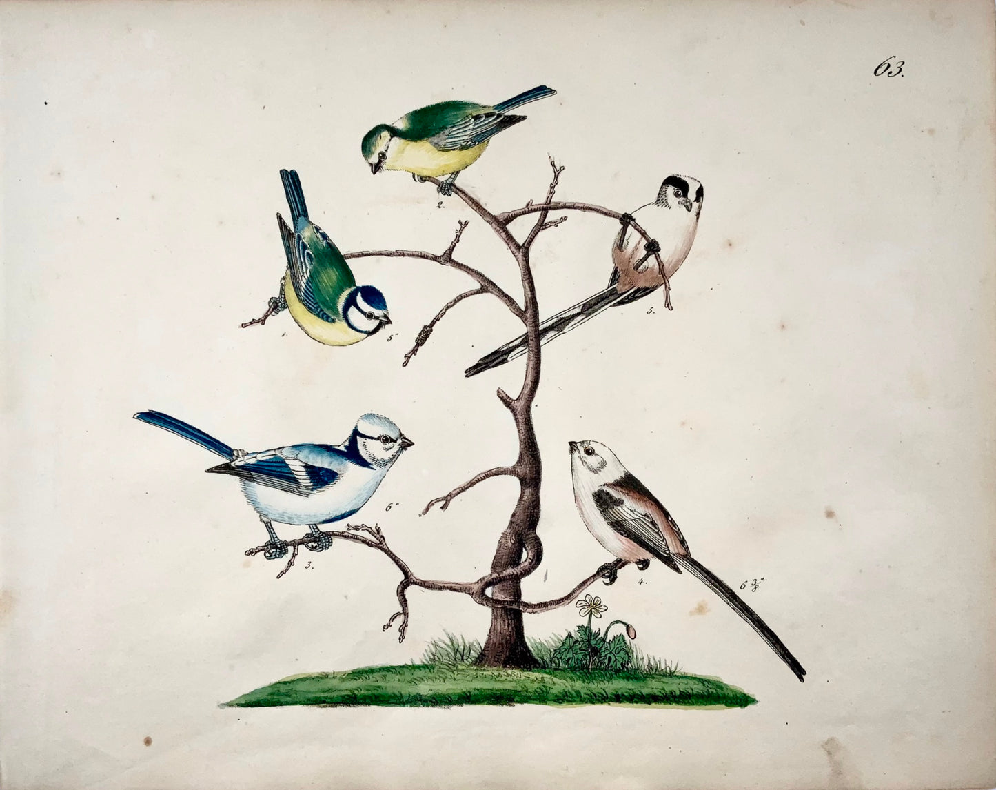 1819 Tits, Paridae, ornithology, Strack, chalk lithograph, hand colour