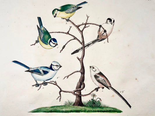 1819 Mésanges, Paridés, ornithologie, Strack, lithographie à la craie, couleur à la main