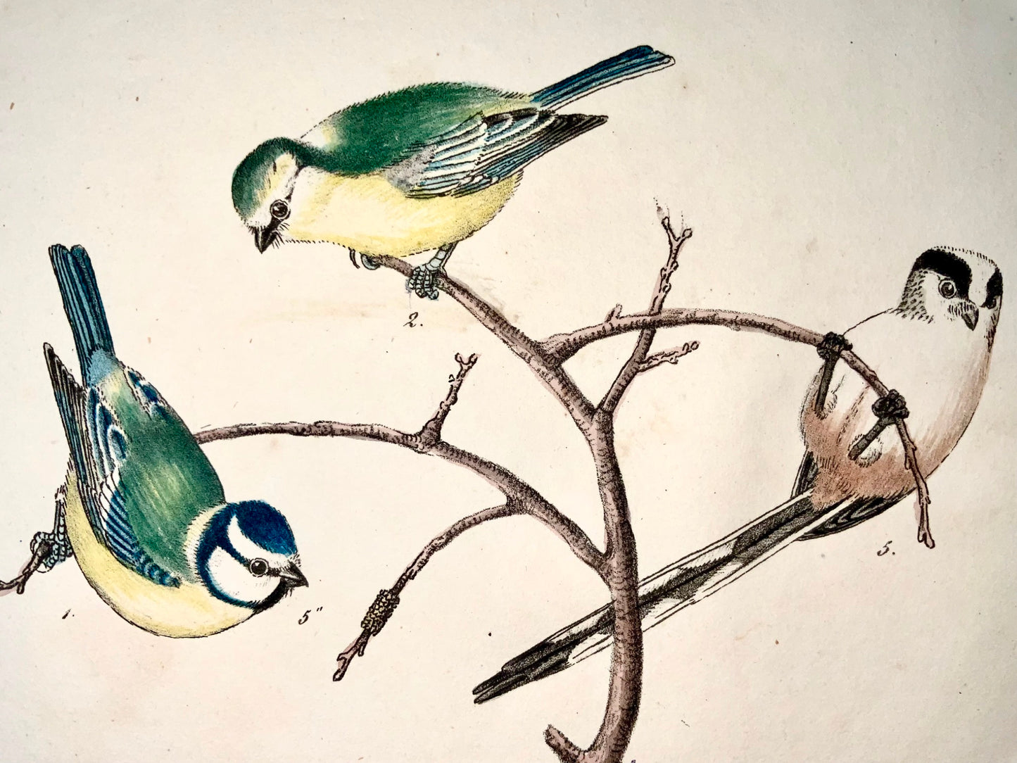 1819 Cinciallegre, Paridae, ornitologia, Strack, litografia a gesso, colore a mano