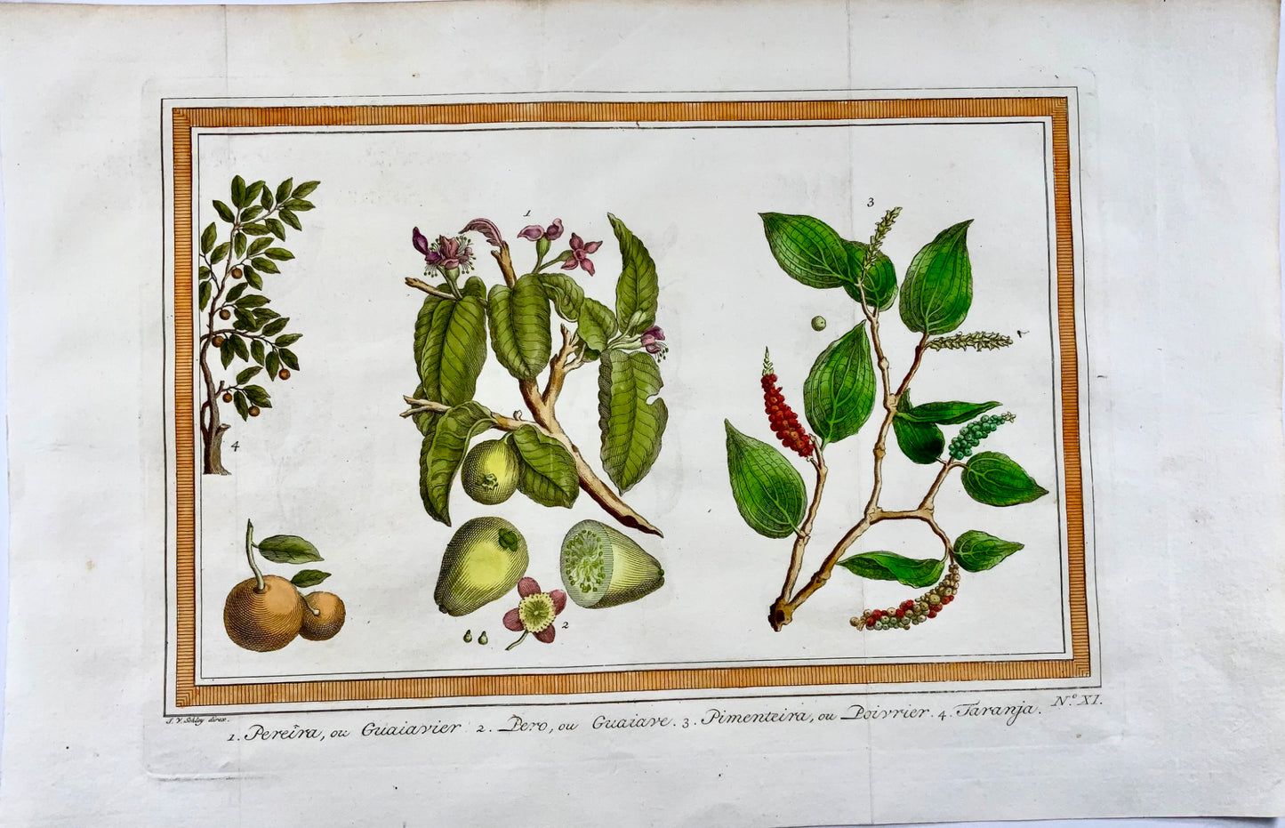 1757 Alberi e piante da frutta tropicale e spezie. Guava, pepe, arancia, Schley