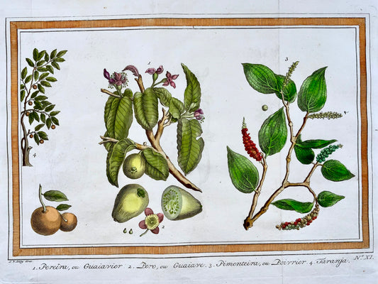 1757 Alberi e piante da frutta tropicale e spezie. Guava, pepe, arancia, Schley
