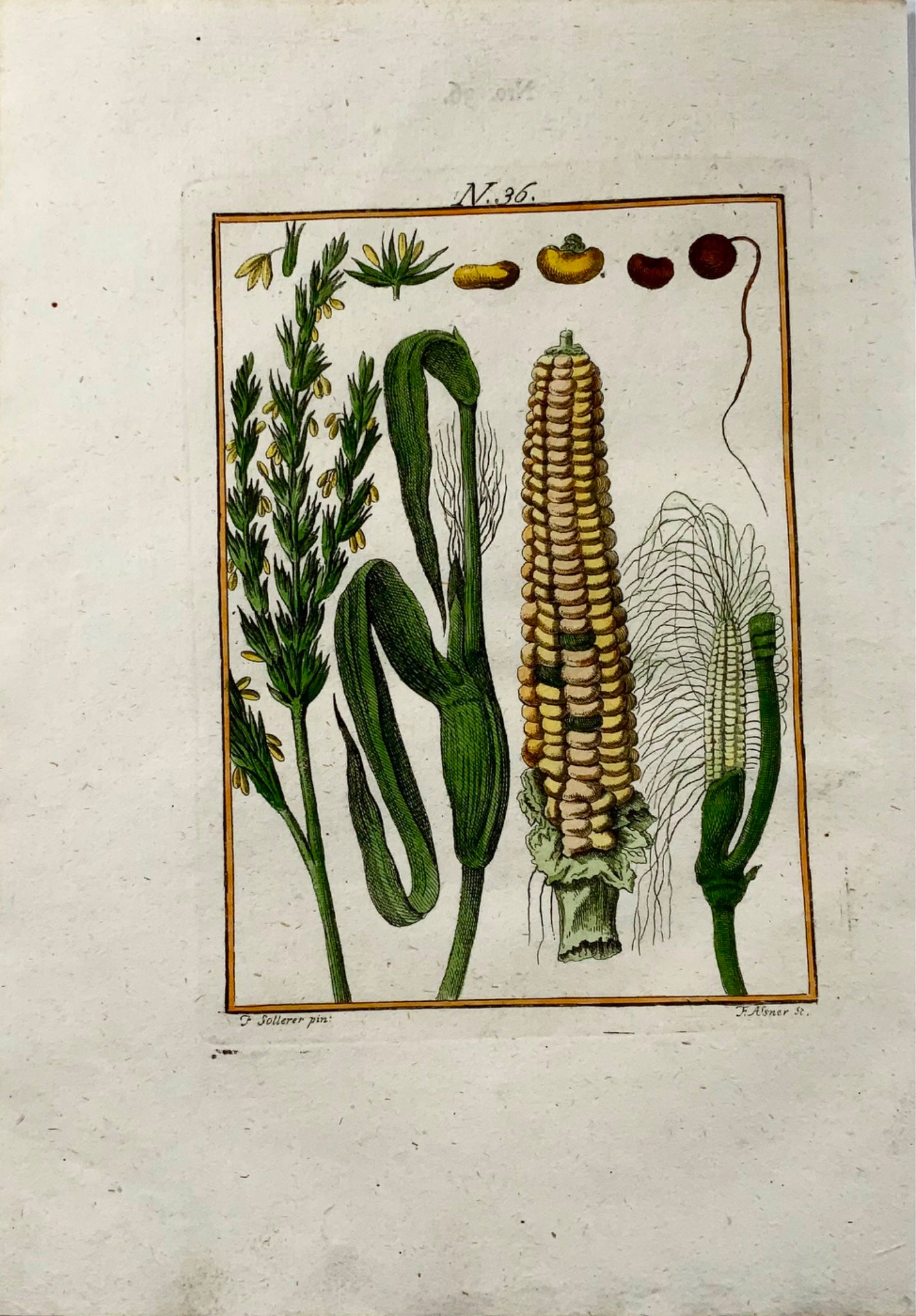 1790 Mais, mais, incisione colorata a mano di Sollerer, agricoltura, botanica