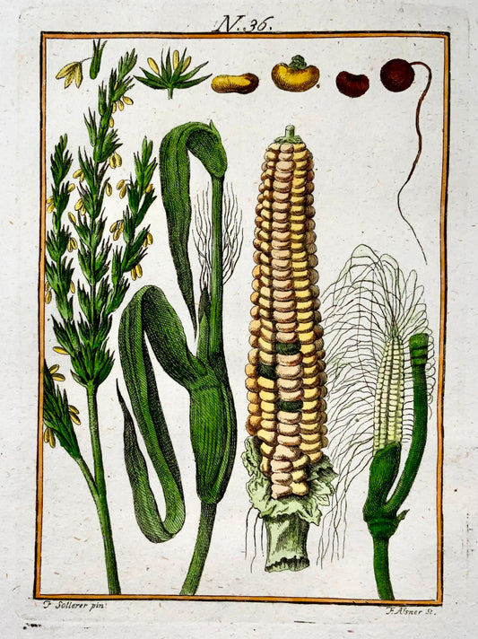 1790 Maize, Corn, Sollerer hand coloured engraving, agriculture, botany