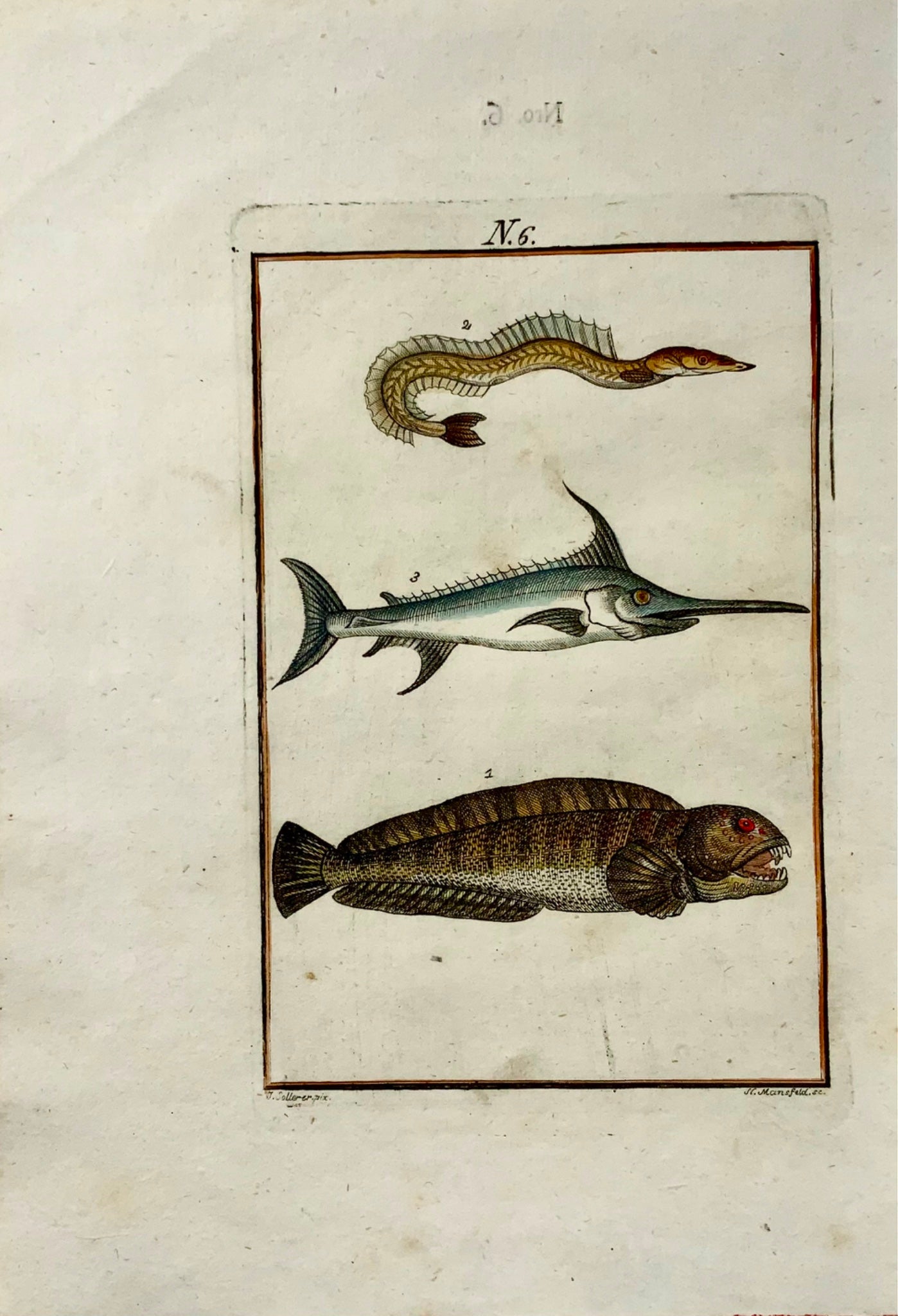 1790 Wolf fish, Swordfish, Joh. Sollerer, hand coloured engraving