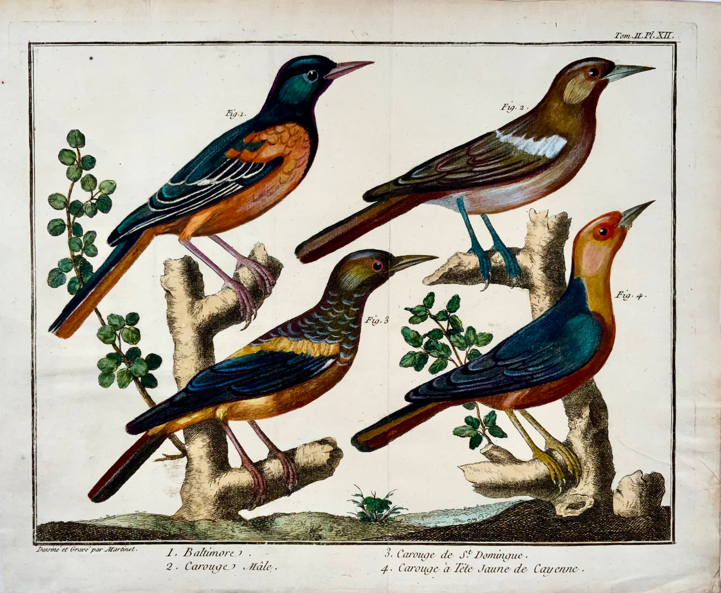 1760 Exotic Blackbirds, Martinet (b1725), Brisson, handcolour, ornithology