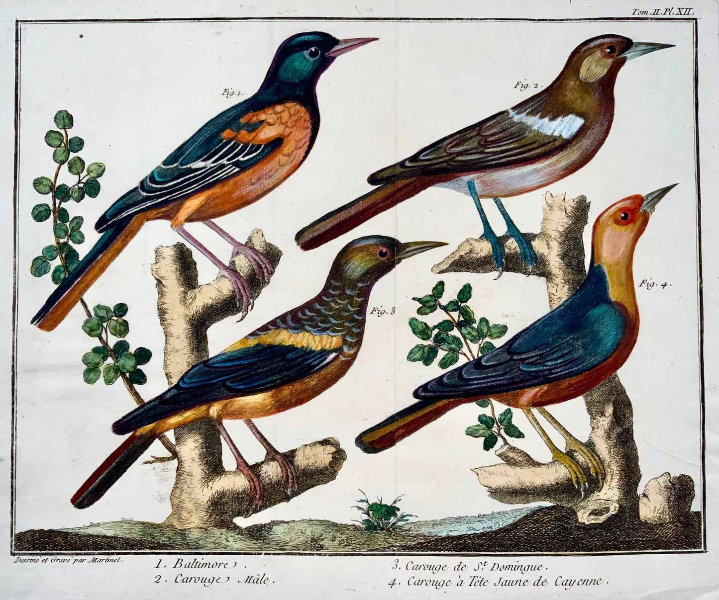 1760 Merli esotici, Martinet (b1725), Brisson, handcolor, ornitologia 