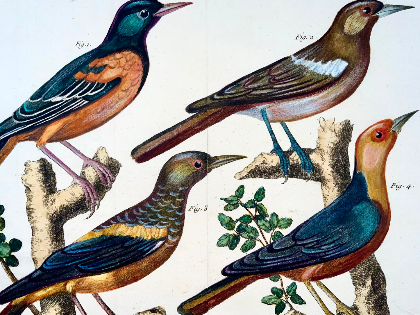 1760 Merli esotici, Martinet (b1725), Brisson, handcolor, ornitologia 