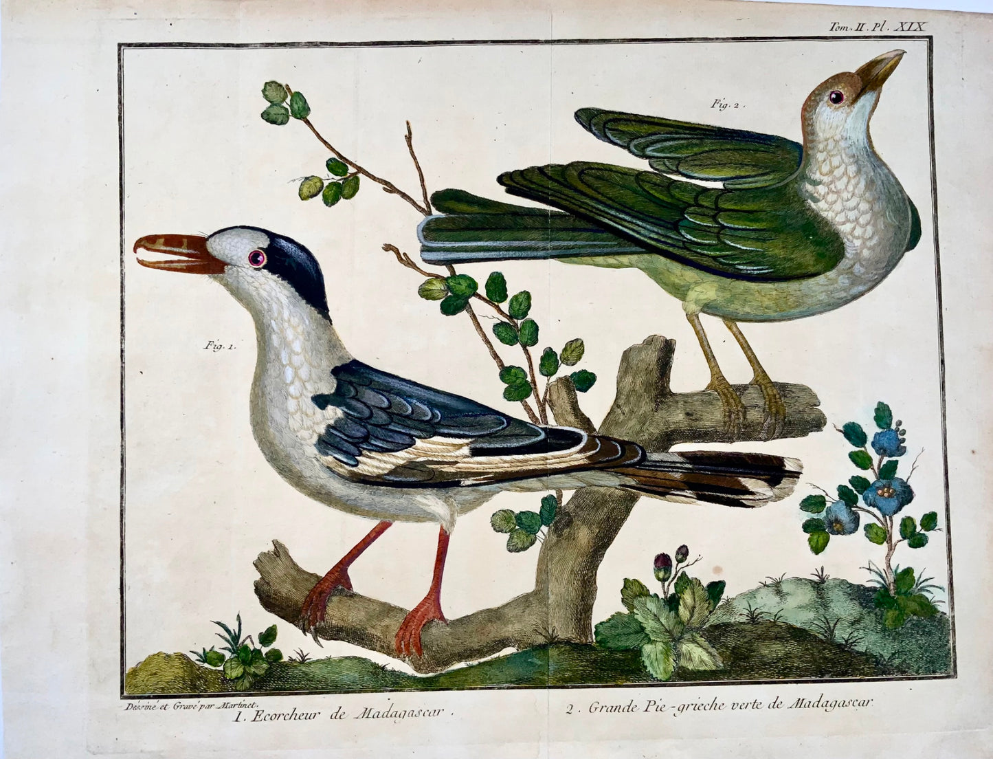 1760 Madagascan Shrikes, Martinet (b1725), Brisson, hand colour, ornithology
