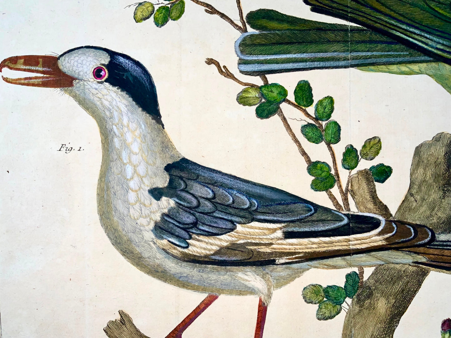 1760 Averla del Madagascar, Martinet (b1725), Brisson, colore a mano, ornitologia 