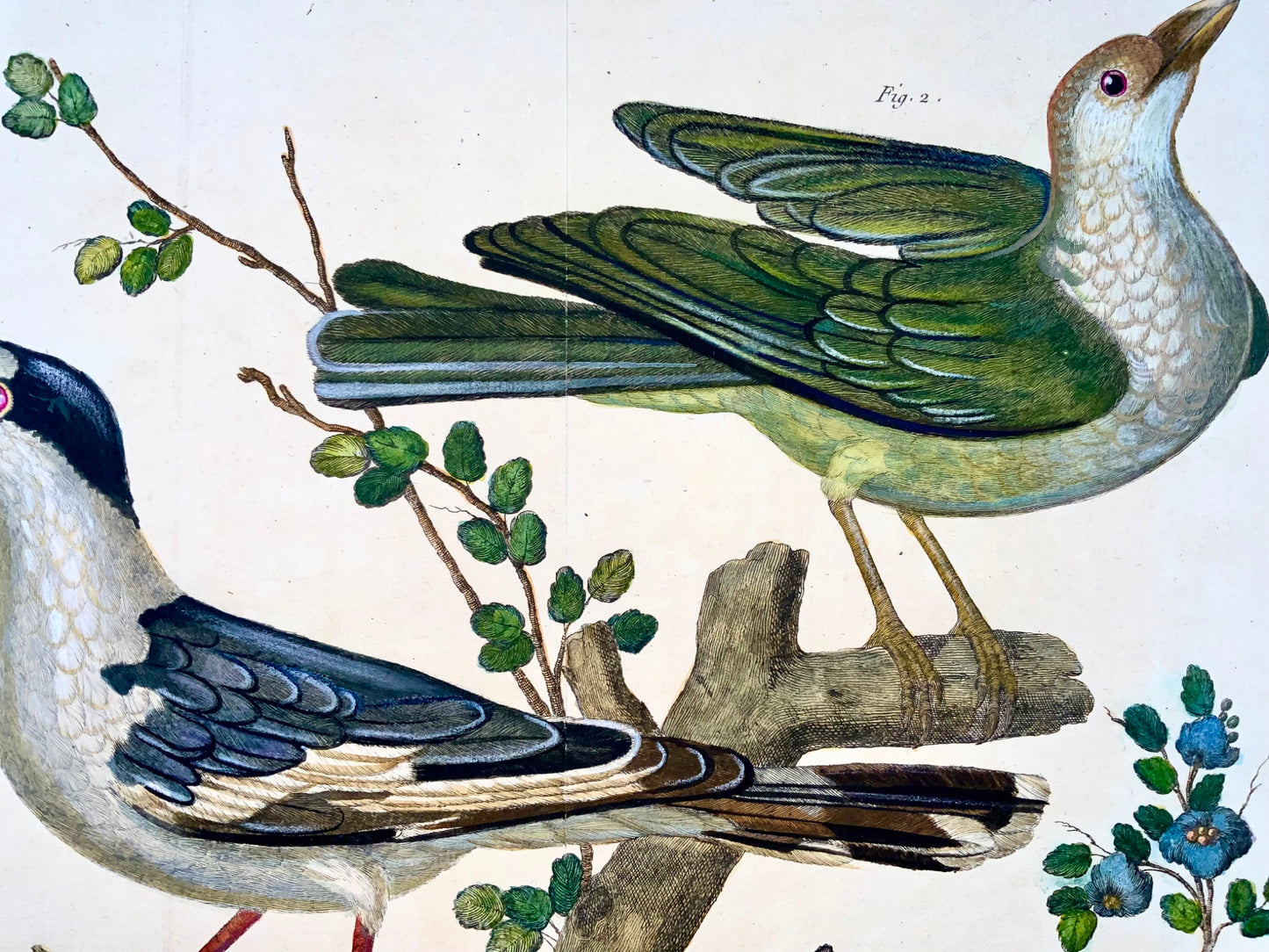 1760 Averla del Madagascar, Martinet (b1725), Brisson, colore a mano, ornitologia 