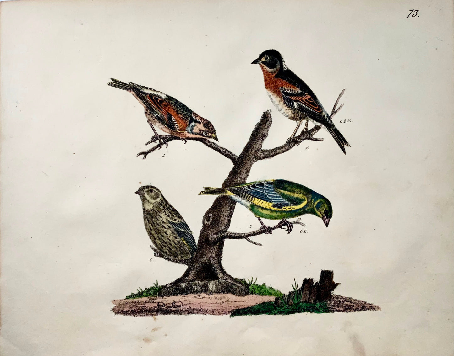 1819 Fanello, Fringuello, ornitologia, Strack, litografia a gesso, colore a mano