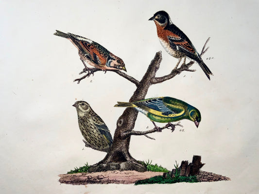 1819 Fanello, Fringuello, ornitologia, Strack, litografia a gesso, colore a mano
