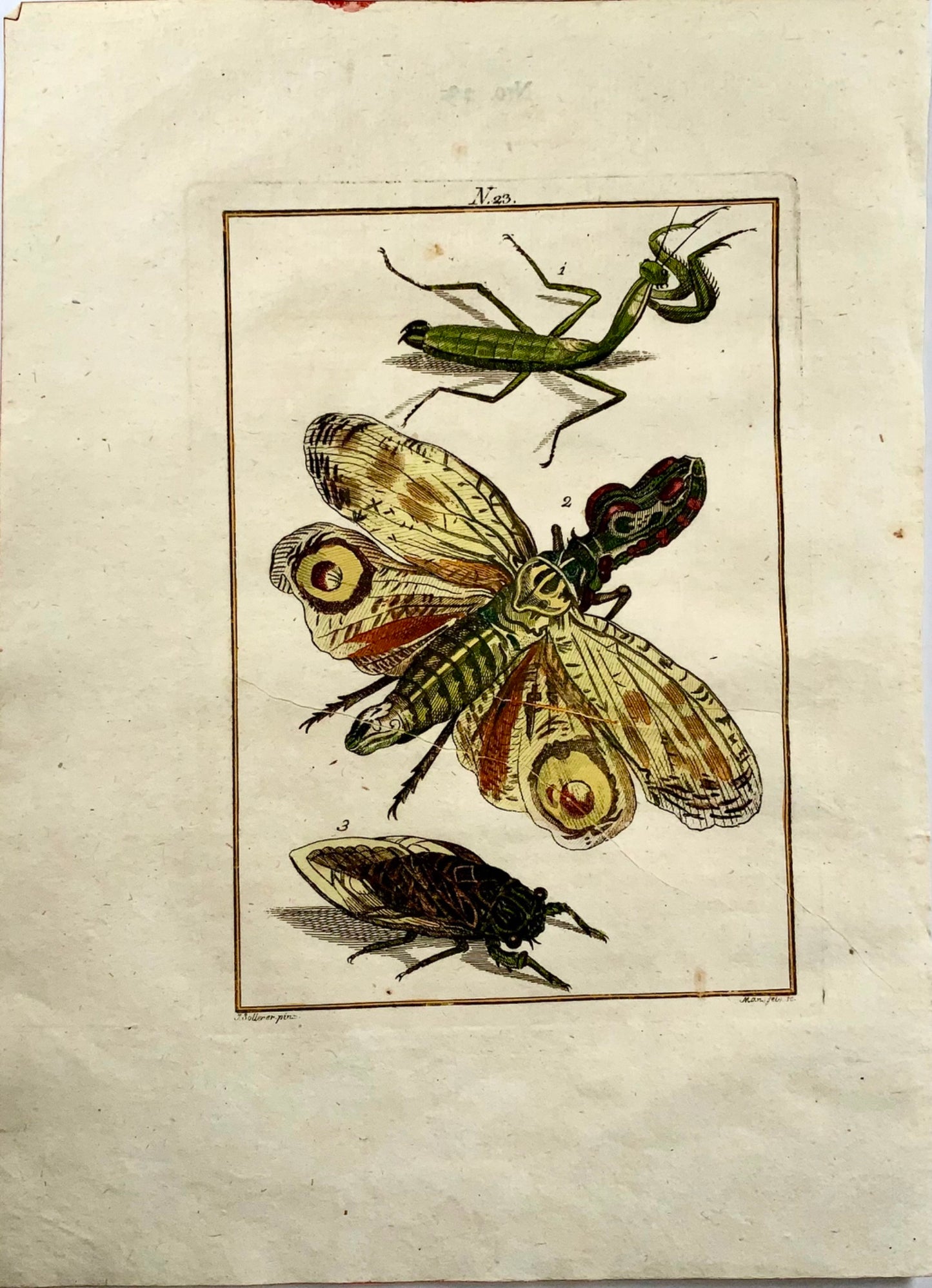 1790 Lantern Fly, insects, Joh. Sollerer, hand coloured engraving