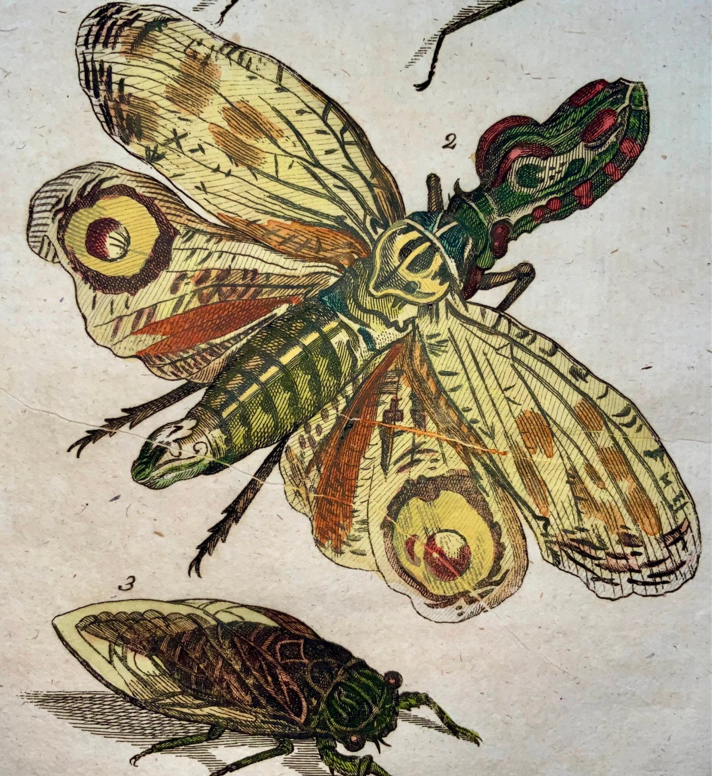 1790 Lantern Fly, insects, Joh. Sollerer, hand coloured engraving