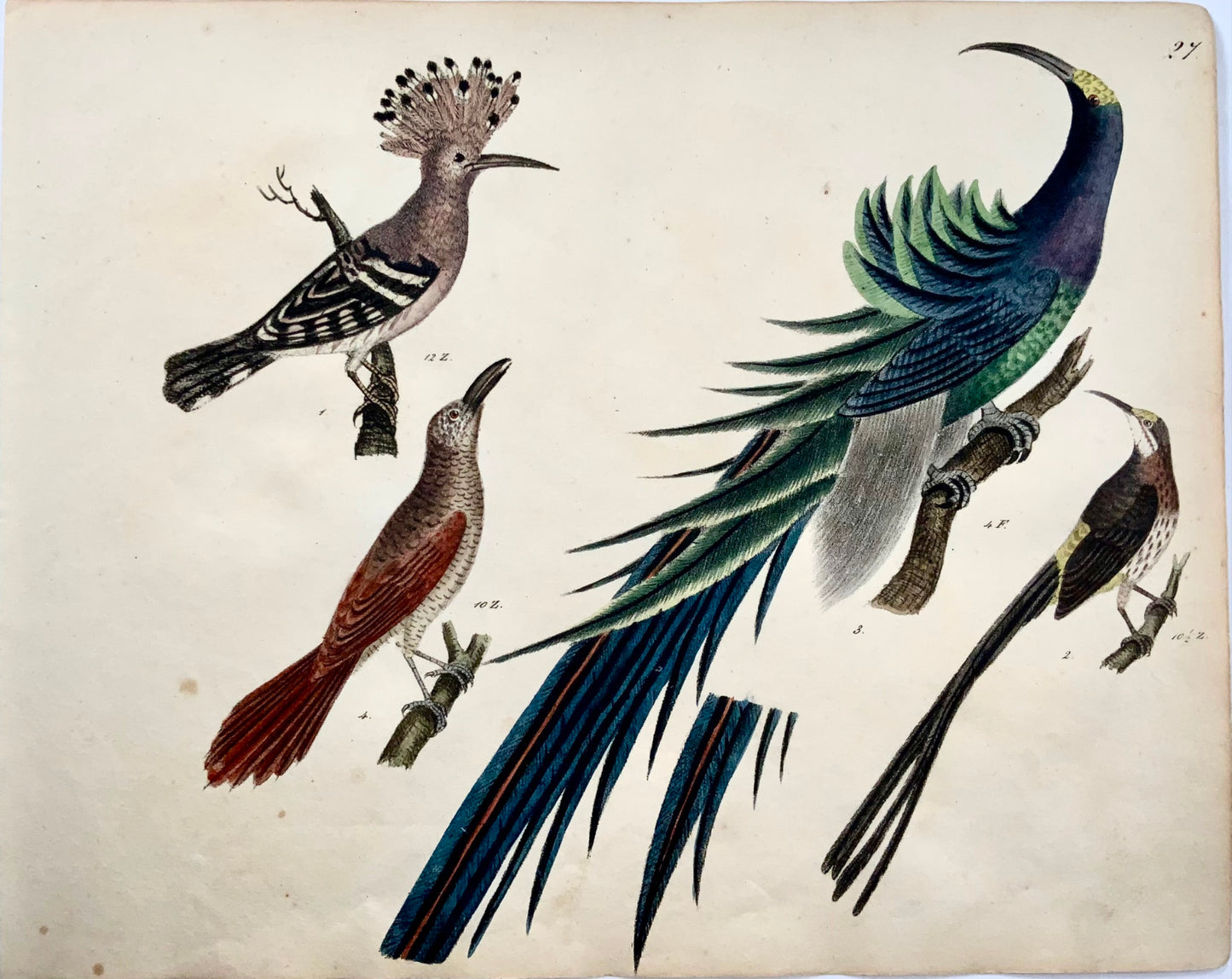 1819 Upupa, Uccello del Paradiso, ornitologia, Strack, litografia a gesso a colori a mano