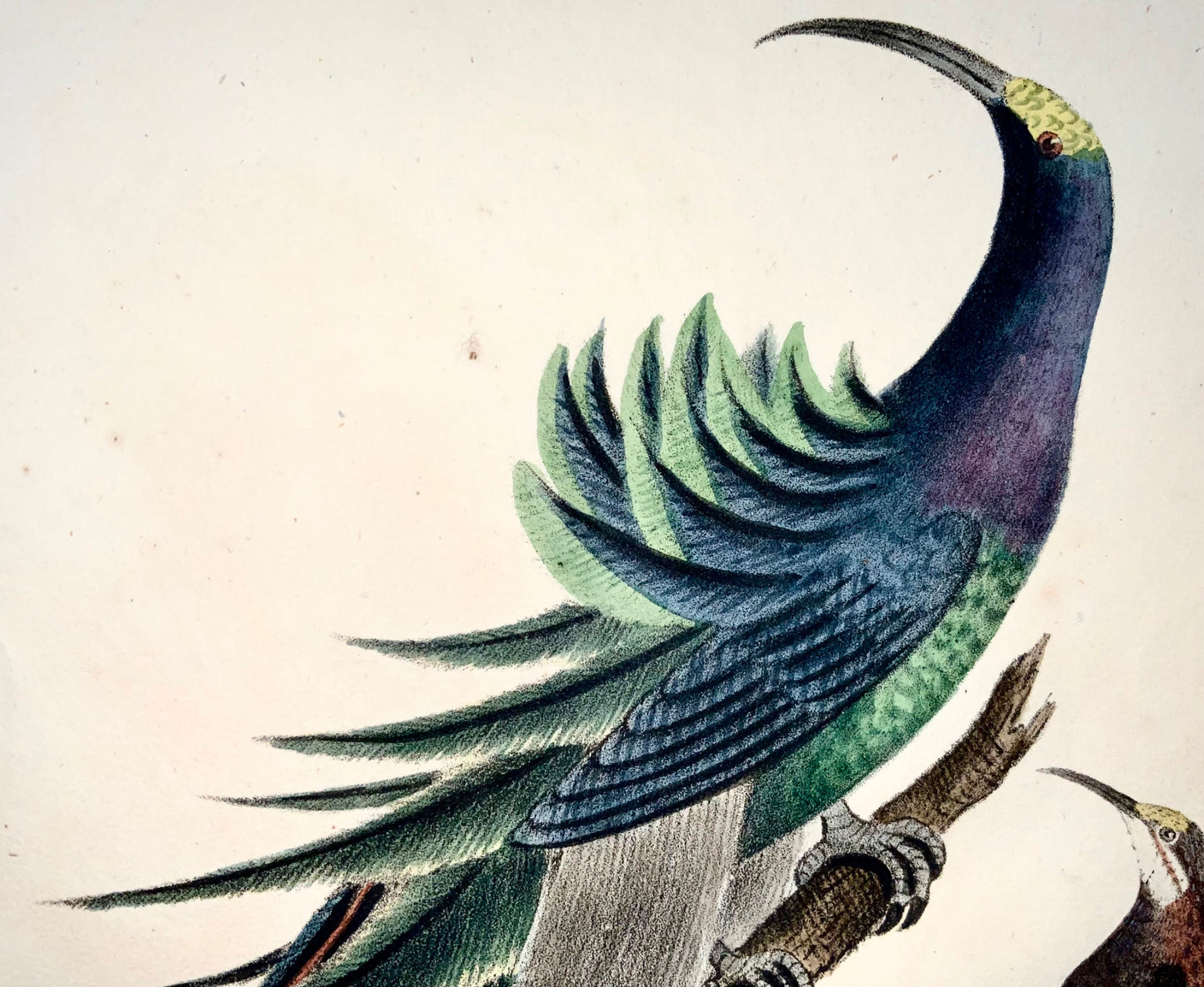 1819 Hoopoe, Bird of Paradise, ornithology, Strack, chalk lithograph hand colour