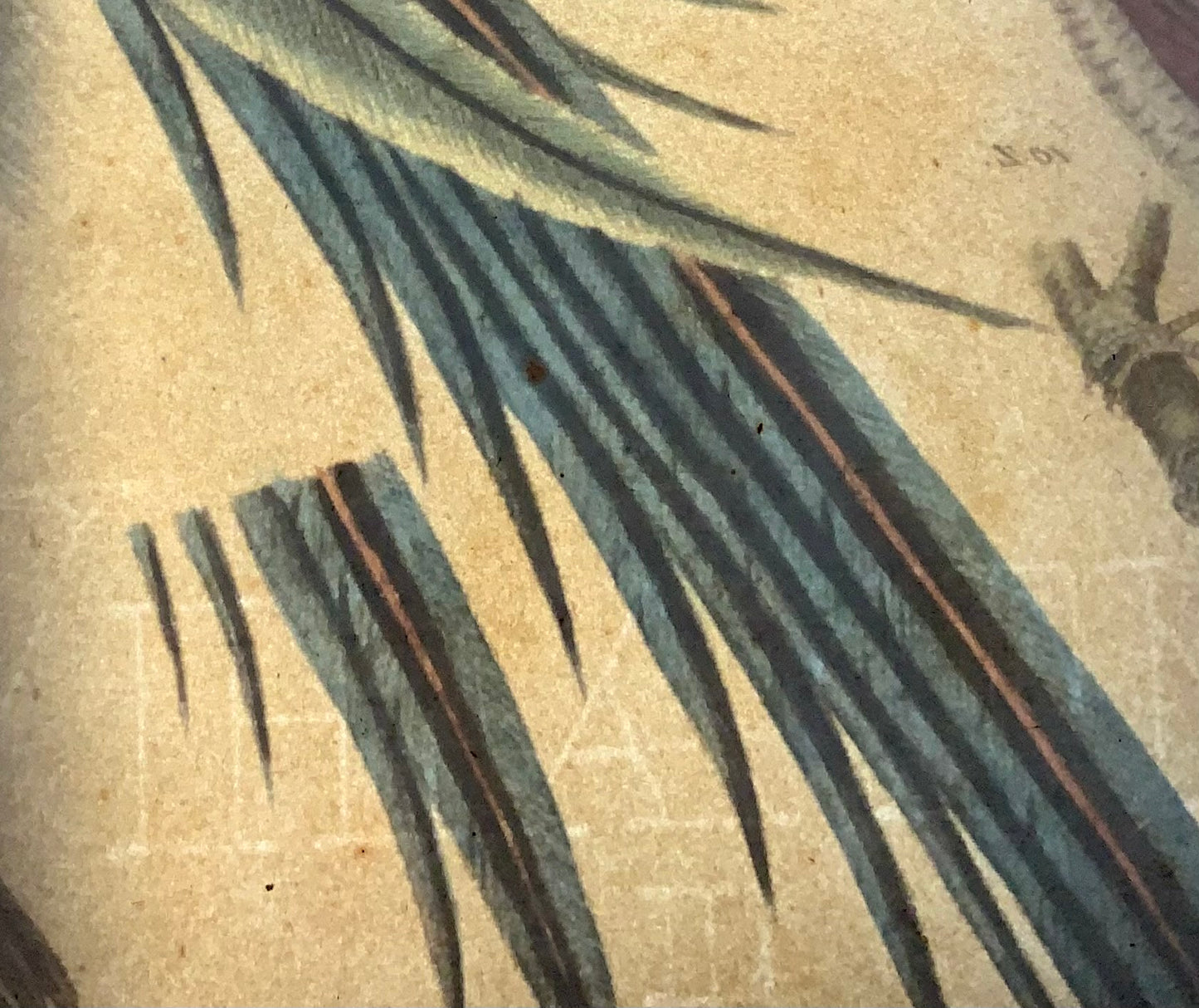 1819 Hoopoe, Bird of Paradise, ornithology, Strack, chalk lithograph hand colour