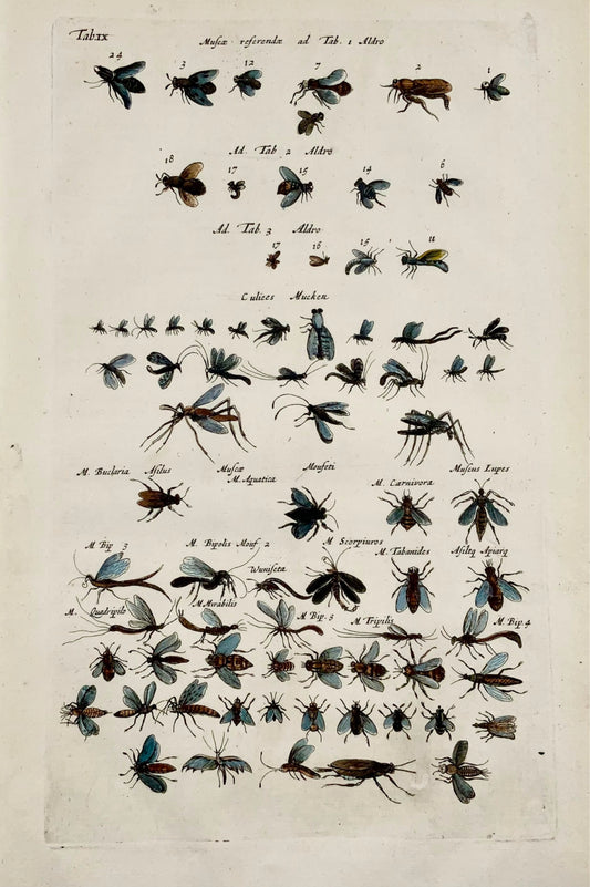 1657 Punaises, guêpes, mouches, insectes, Matt Merian, folio, colorié à la main