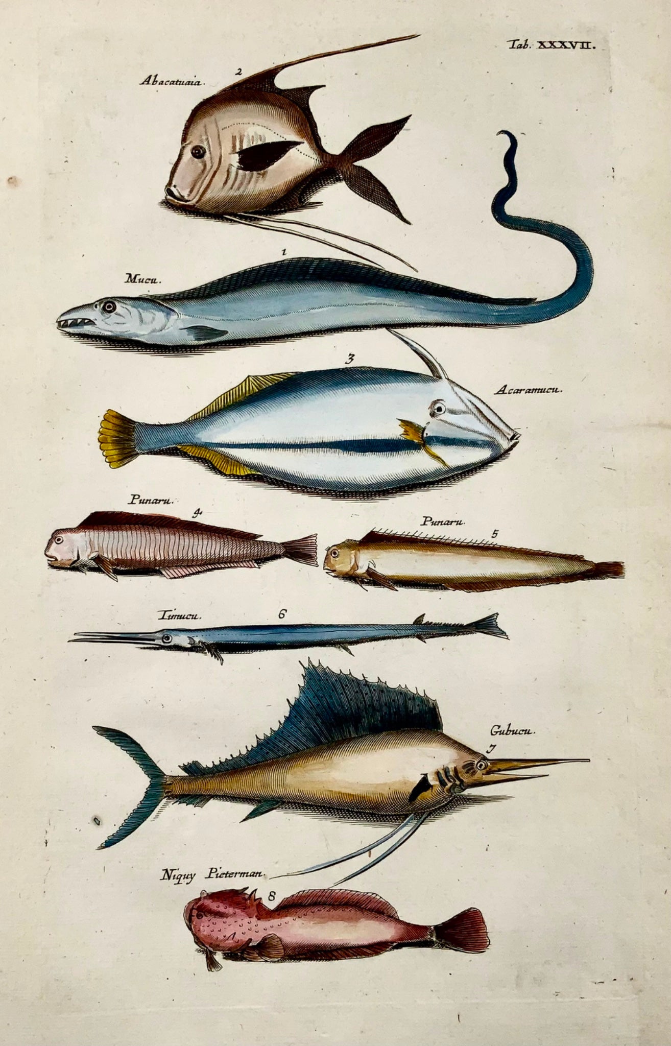 1657 Exotic Fish, Swordfish, Matt Merian, folio, hand coloured engraving