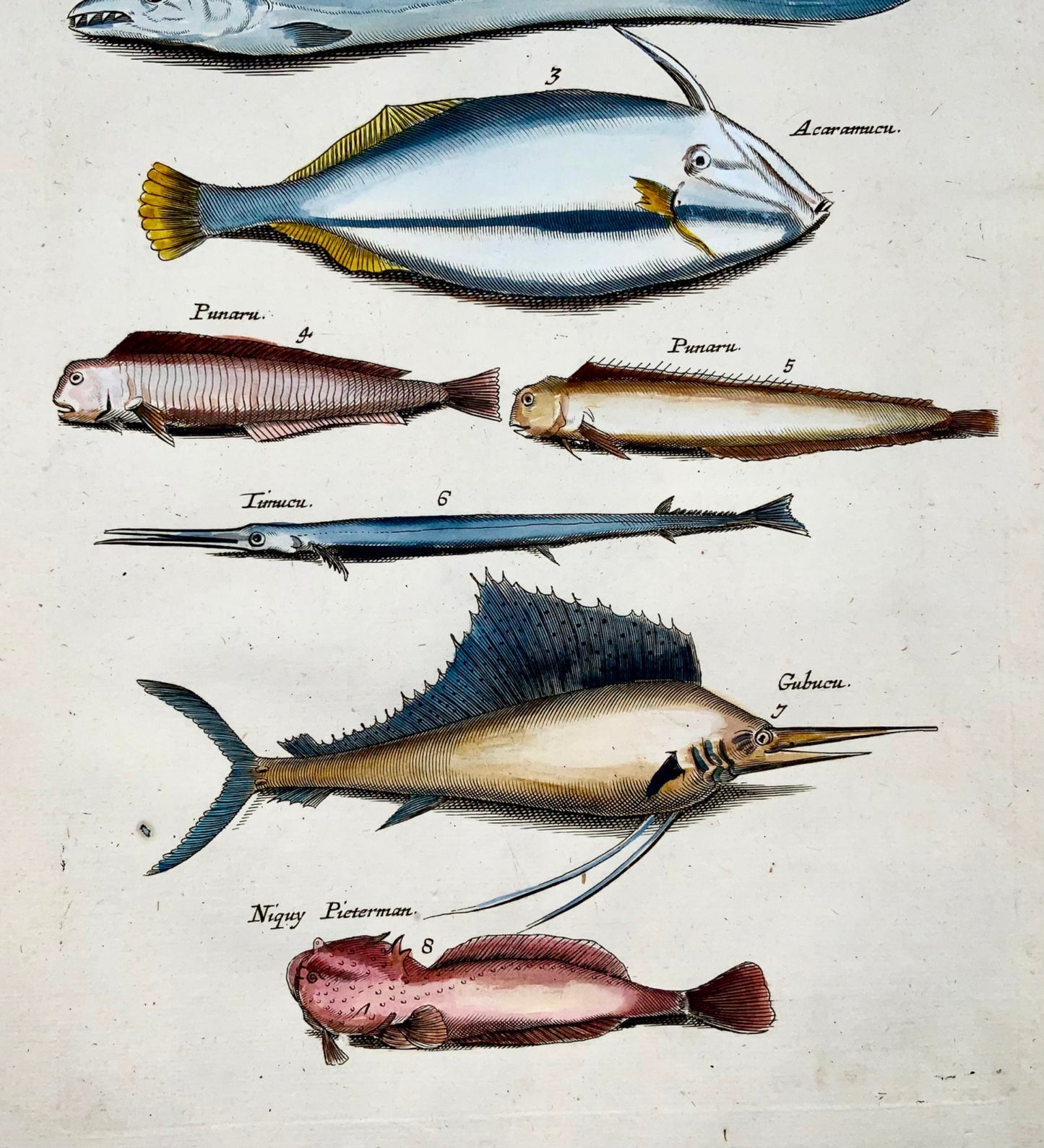 1657 Pesce esotico, pesce spada, Matt Merian, folio, incisione colorata a mano