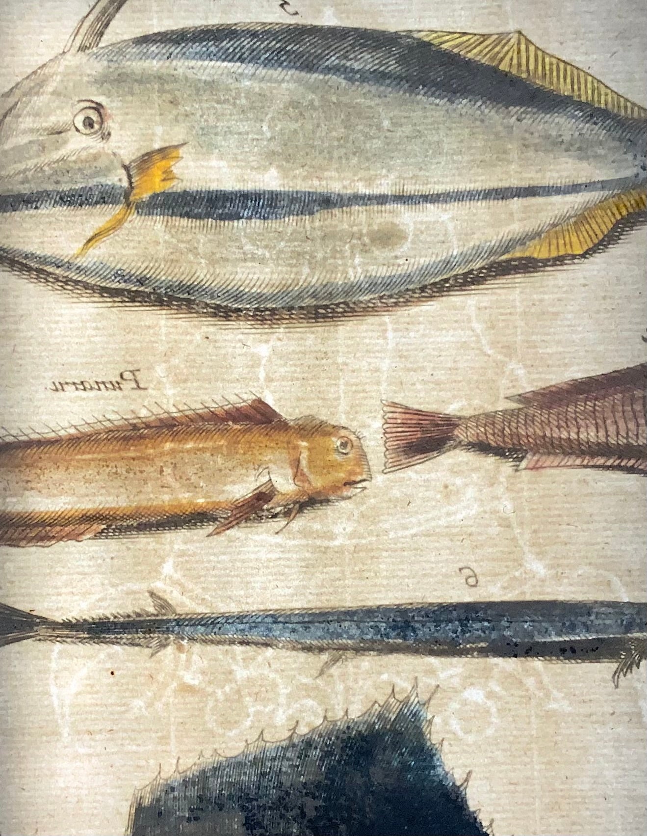 1657 Pesce esotico, pesce spada, Matt Merian, folio, incisione colorata a mano