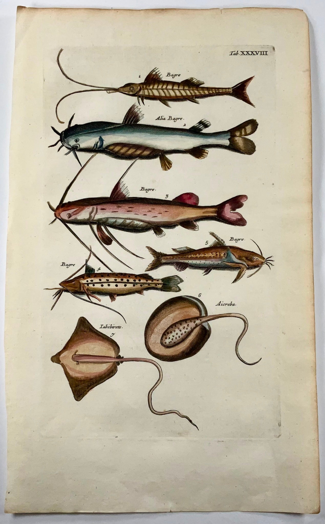1657 Pesce gatto, pesce, Matt Merian, folio, incisione colorata a mano