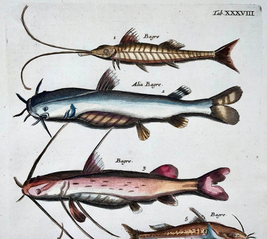 1657 Pesce gatto, pesce, Matt Merian, folio, incisione colorata a mano