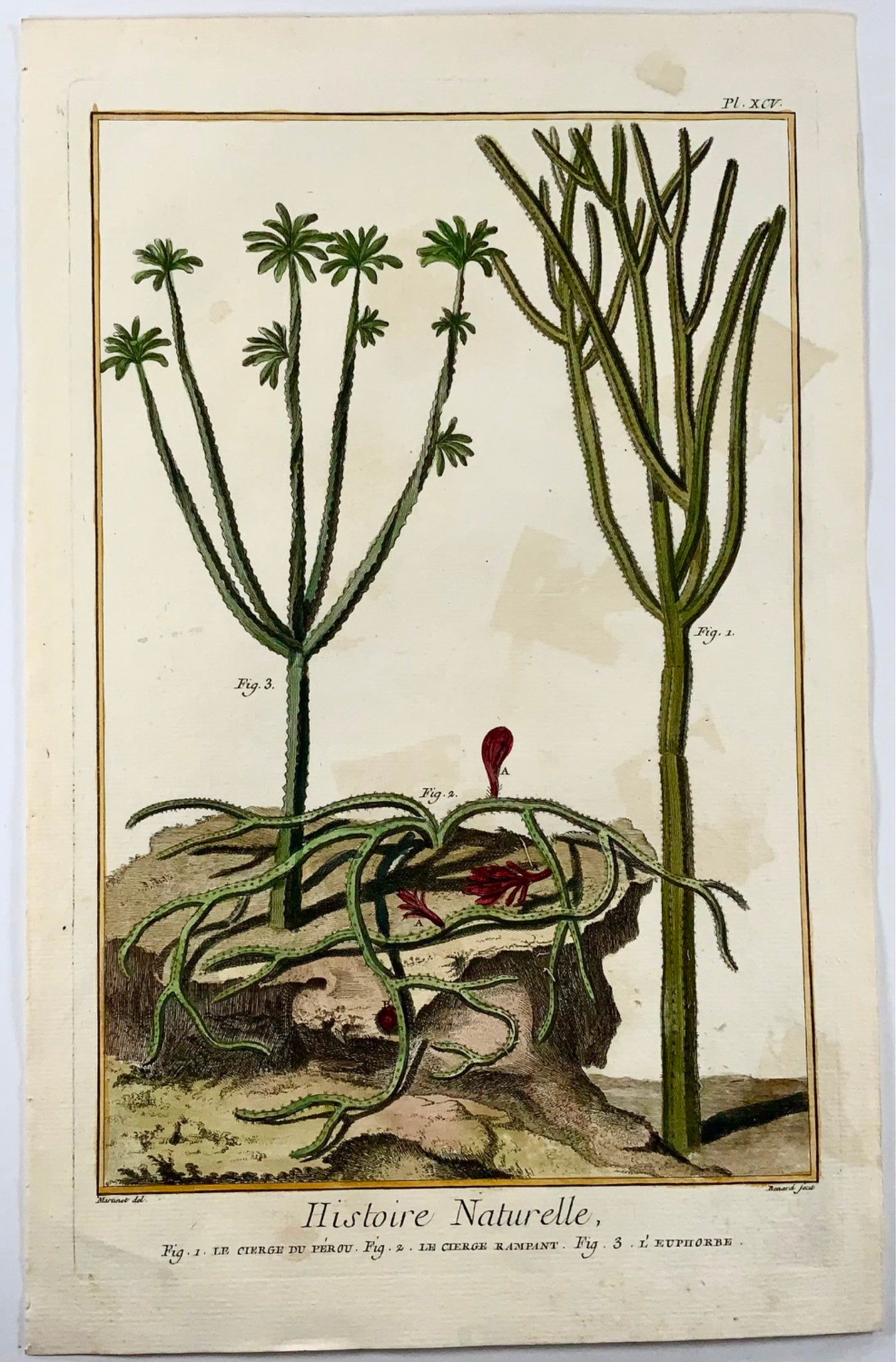 1780 Cactus, Euforbia, botanica, Martinet, colorato a mano, Folio grande 37,5 cm incisione,