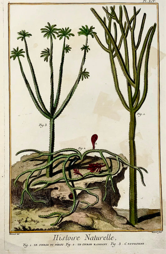 1780 Cactus, Euforbia, botanica, Martinet, colorato a mano, Folio grande 37,5 cm incisione,
