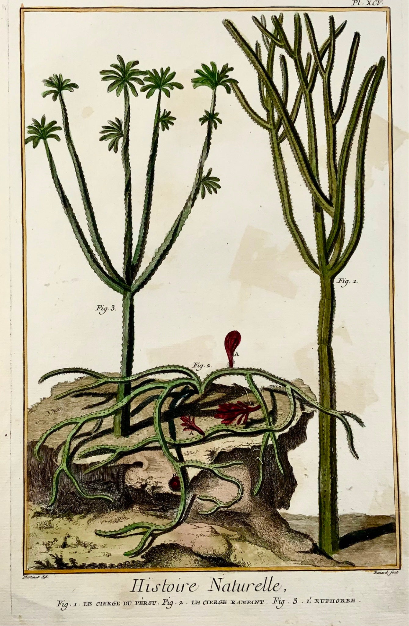 1780 Cactus, Euphorbe, botanique, Martinet, colorié à la main, Gravure Grand Folio 37,5 cm,