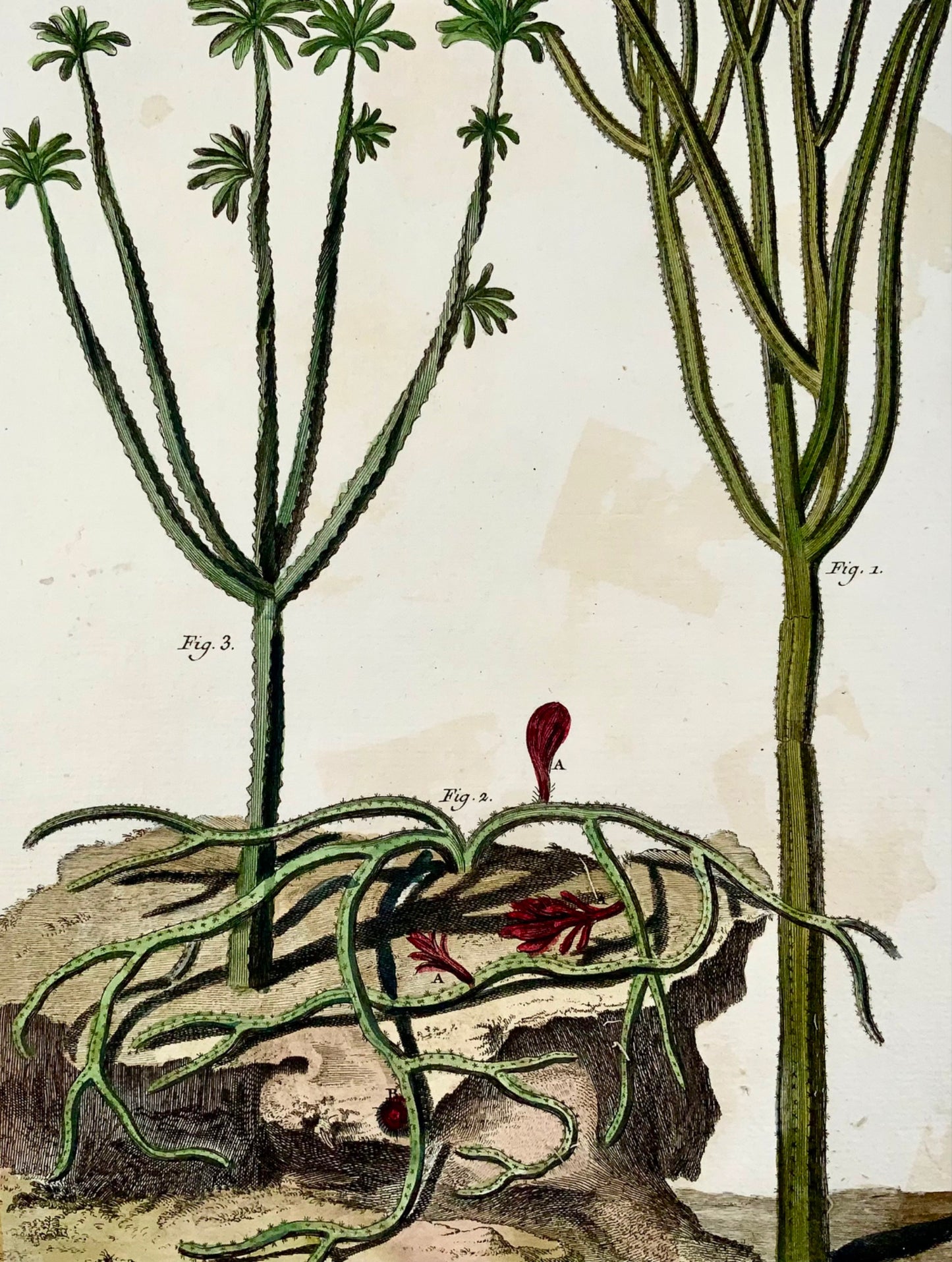 1780 Cactus, Euphorbe, botanique, Martinet, colorié à la main, Gravure Grand Folio 37,5 cm,