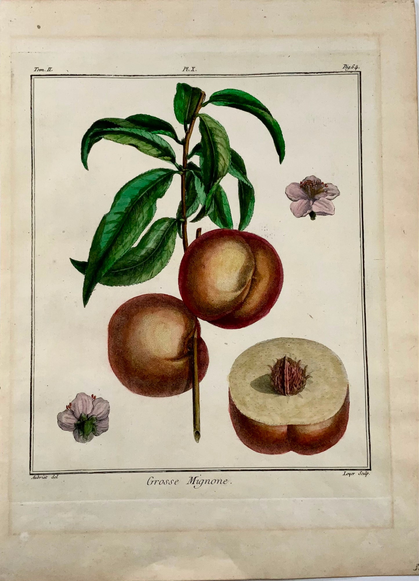 1768 Pesche, Duhamel du Monceau, grande quarto, frutta, colore a mano, 
