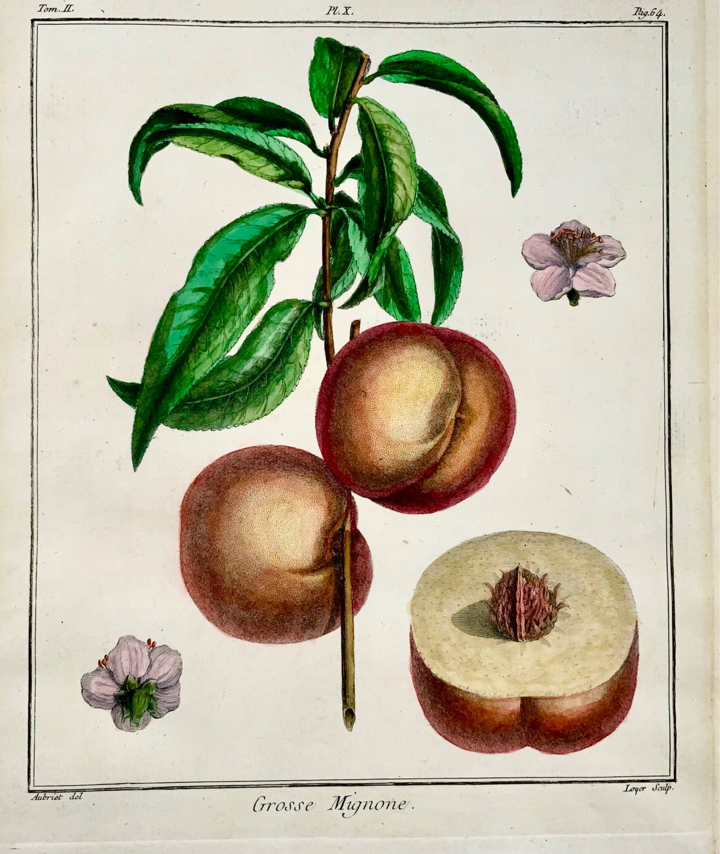 1768 Pesche, Duhamel du Monceau, grande quarto, frutta, colore a mano, 