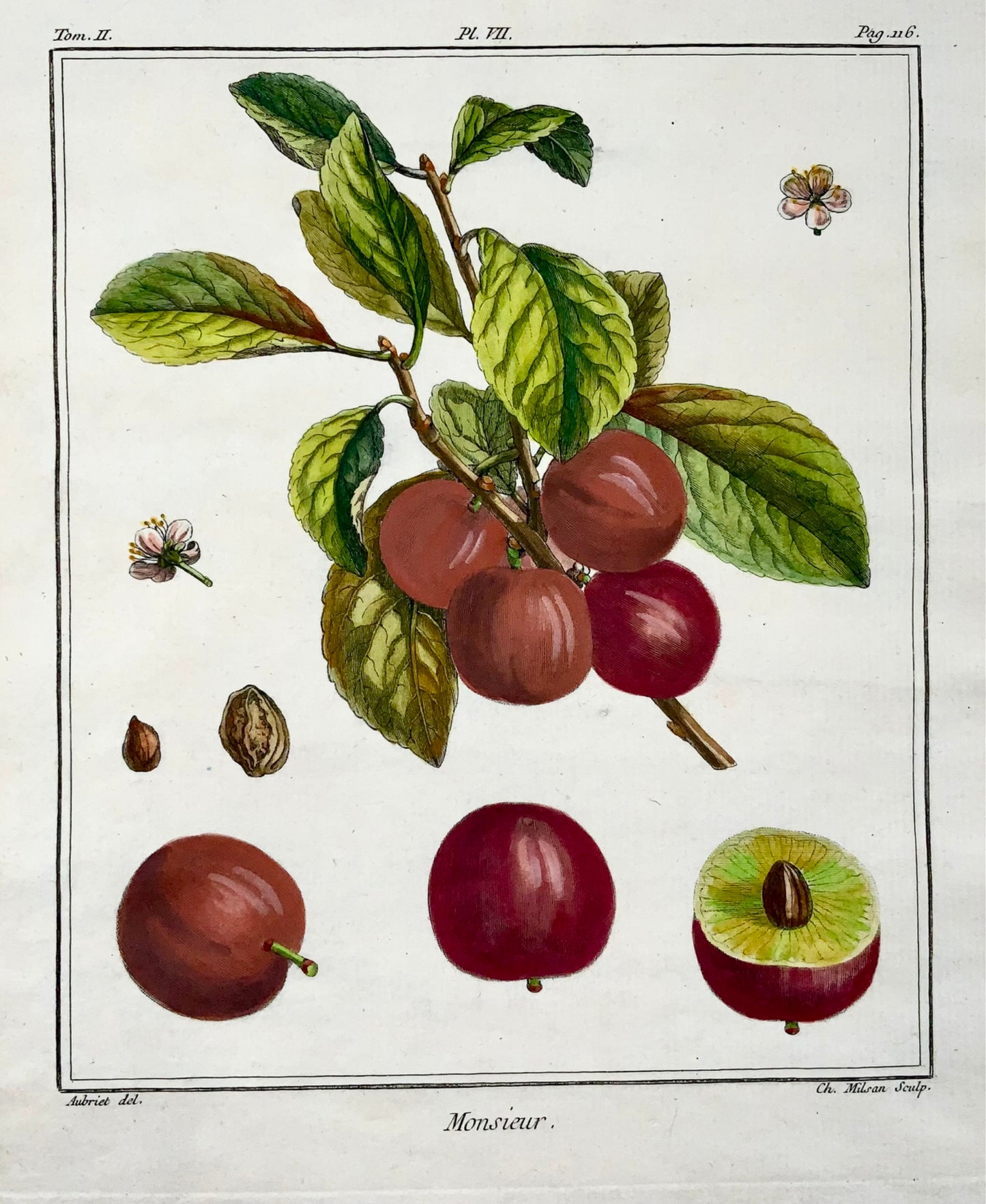 1768 Prugne, Duhamel du Monceau, grande quarto, frutta, colore a mano, 