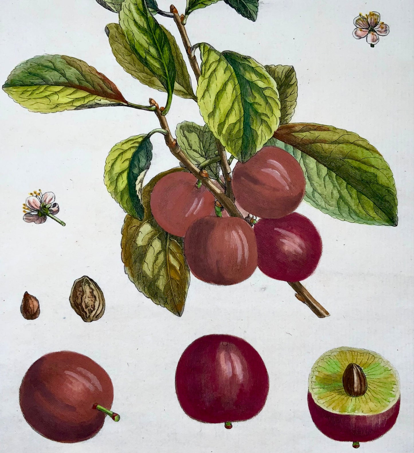 1768 Prugne, Duhamel du Monceau, grande quarto, frutta, colore a mano, 