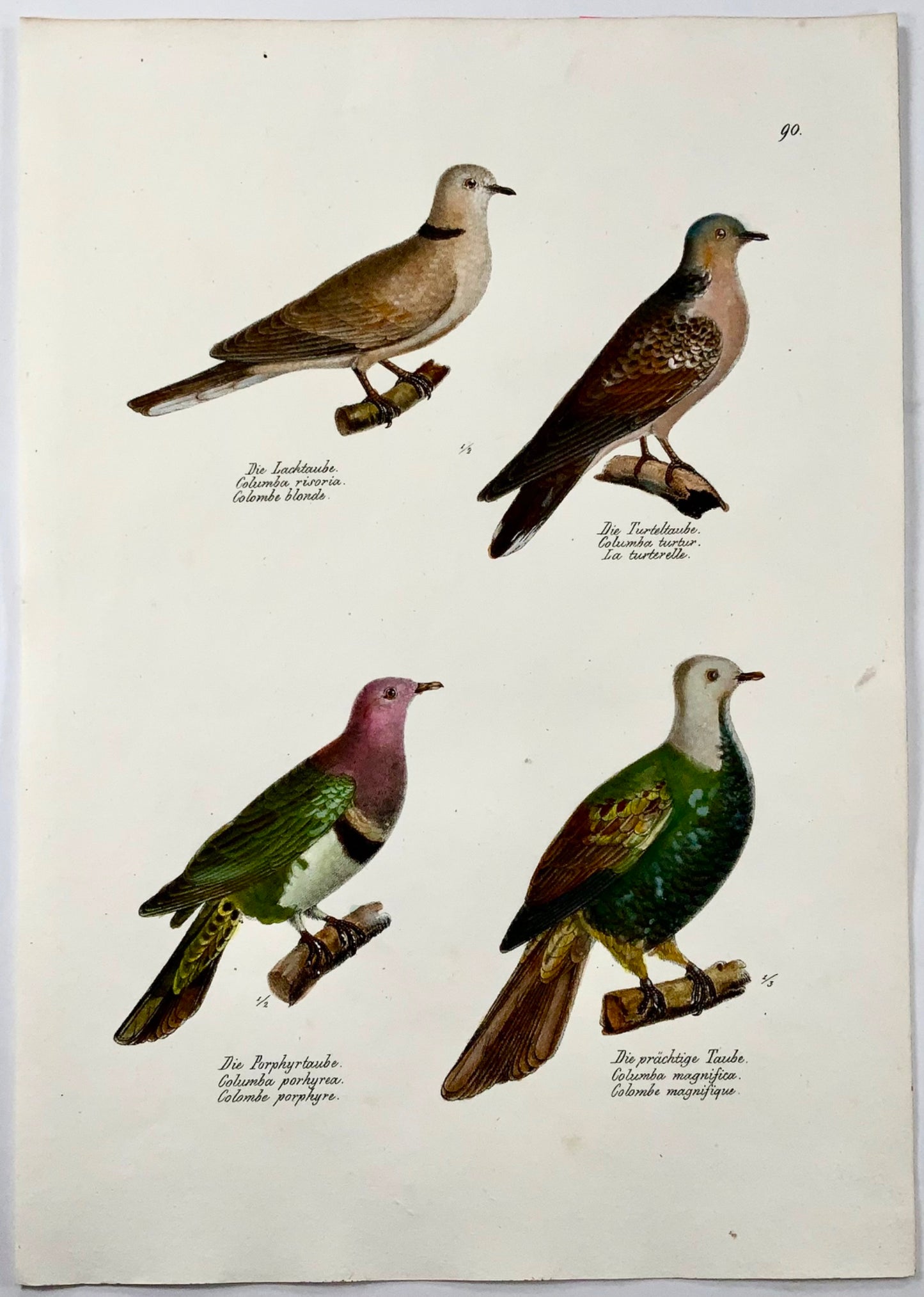 1830 Piccioni, ornitologia, litografia in folio colorata a mano di Brodtmann