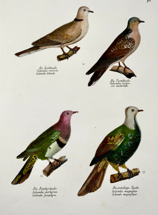 1830 Piccioni, ornitologia, litografia in folio colorata a mano di Brodtmann